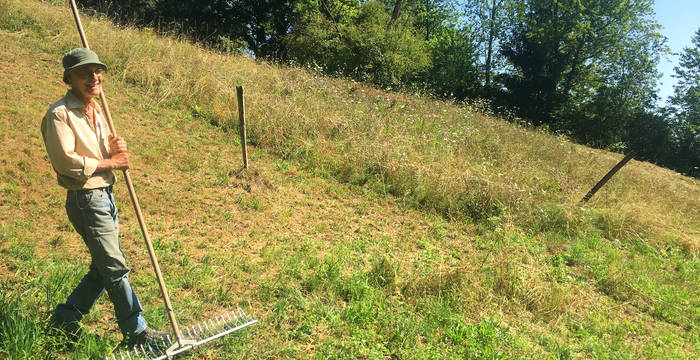 Extensive Bewirtschaftung einer Magerwiese in Maur