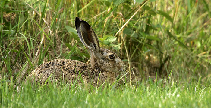 Feldhase
