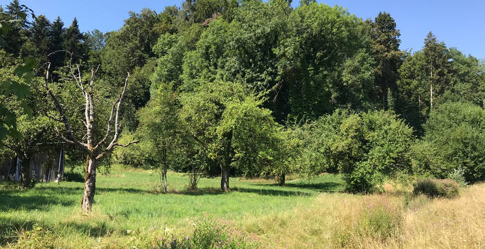 Hochstammobstgarten in Maur