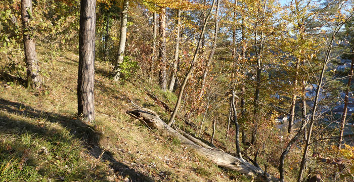 Lichter Wald in Dättlikon
