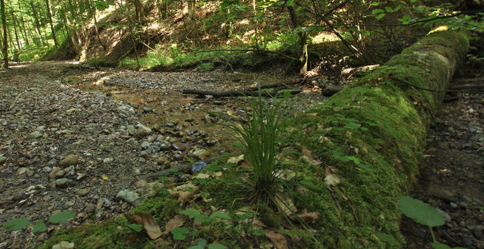 Liegendes Totholz im Bärtobel (Tösstal)