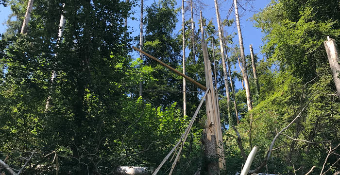 Stehendes Totholz im Lättenrain (Maur ZH)