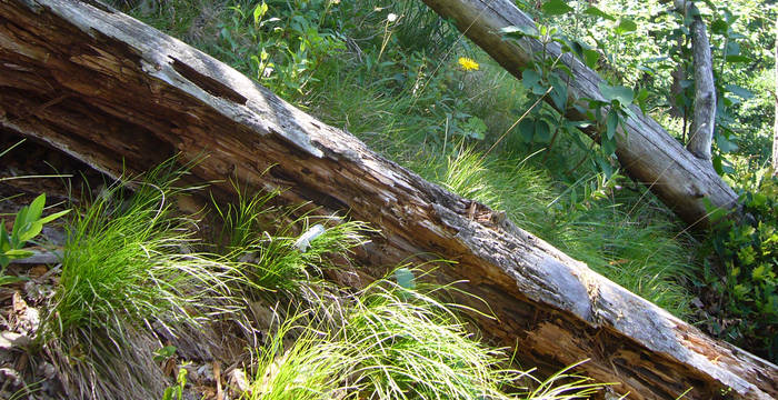 Totholz in Bachs