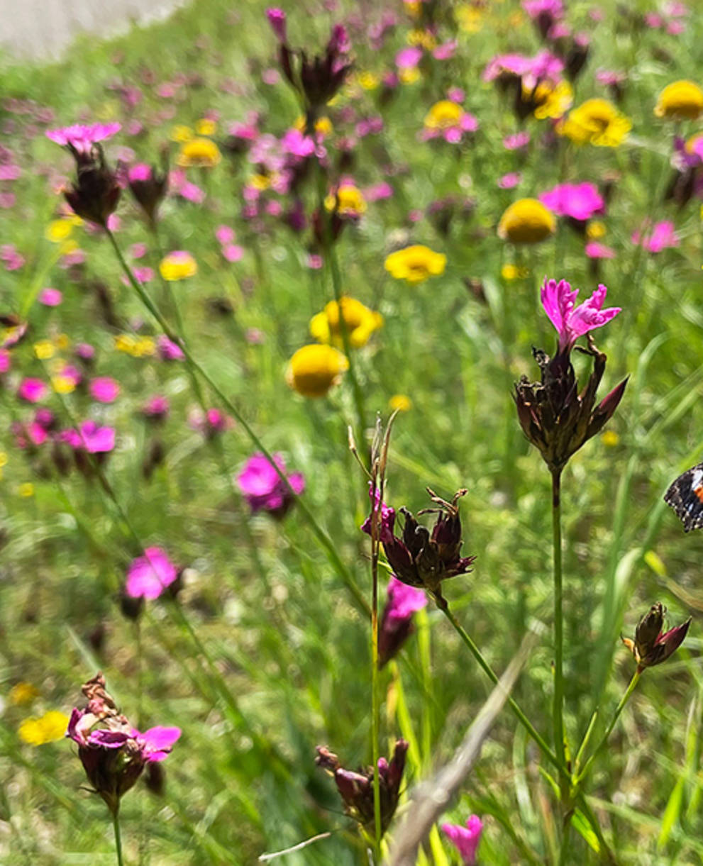 Kleiner Fuchs auf artenreicher Böschung