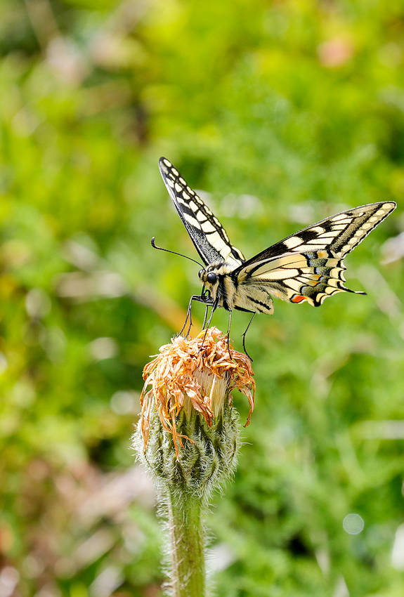 Schwalbenschwanz auf Blüte